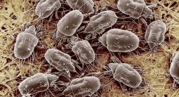 Příčiny a příznaky vzhledu roztočů z kuřecího peří, jak se zbavit